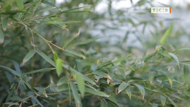 Как красиво отгородиться от соседей