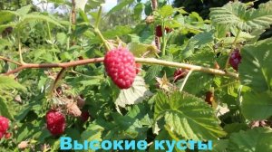 Малина Мираж