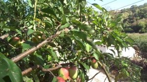 Яблоня «Кандиль синап» - золотая медаль Всемирной выст?