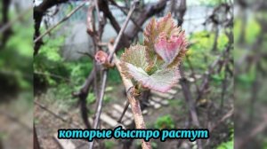 Как правильно обрезать виноград в августе — пошагова?