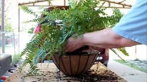 Как вырастить папоротник комнатный — уход в домашних