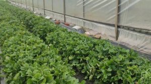 🍓Обзор сорта клубники Мальвина 🍓