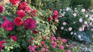 Розы Д.Остина обзор 28 сортов (2024г)