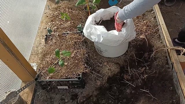 🔥Огурцы в мешках🥒🔥 Лучший способ для раннего урожа