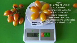 КАТАЛОГ ТОМАТОВ НА 2026 ГОД. Лучшие сорта Софии Сааковой