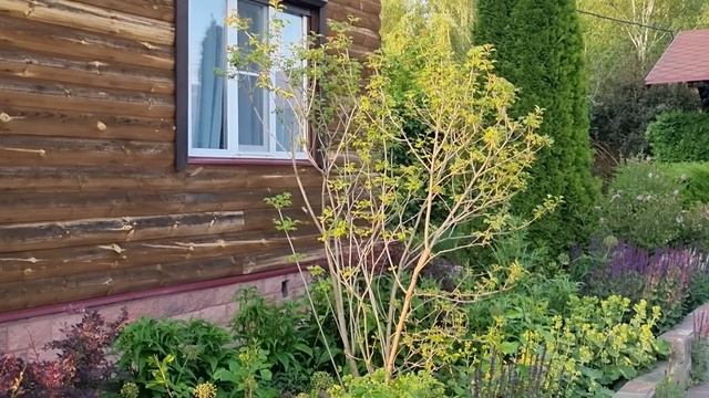 Какие ДЕРЕВЬЯ ПОСАДИТЬ на МАЛЕНЬКОМ УЧАСТКЕ?