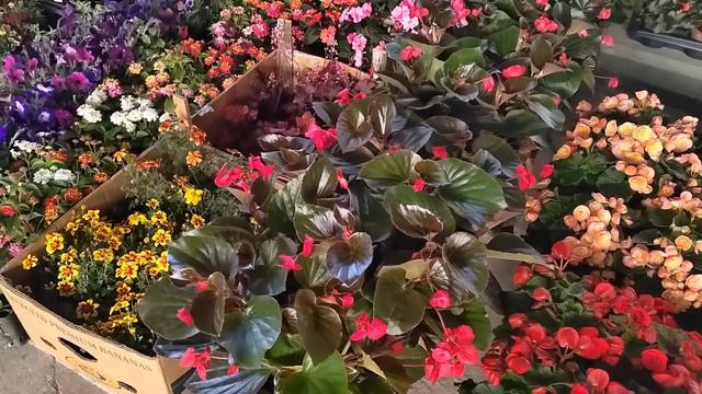 Цветочный рынок Краснодар 25 мая 2025 г смотреть онлайн