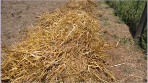 Как вырастить картофель под соломой или сеном