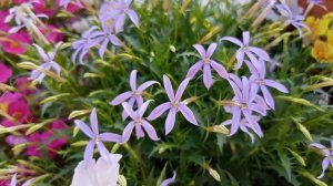 Зацветает лаурентия( изотома)