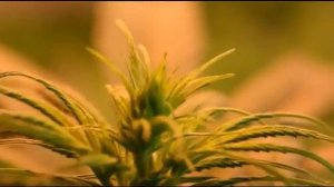 Как растет конопля - от семени до шишки