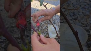 Летняя окулировка винограда без пробуждения.