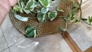 Хотела вырастить пышный куст эпипремнума Энджой Резу?