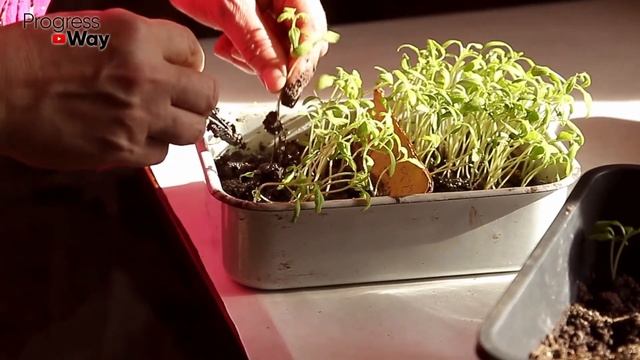 1 Эта Таблетка И Любая Рассада Растет Толстенькая И Зд?