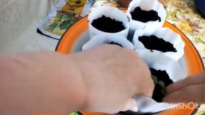 Пикировка Огурцов / это надо делать вовремя