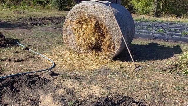 Жимолость, ‼️готовим  посадочные ямы для жимолости
