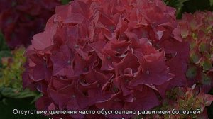 Почему не цветет гортензия — что делать, если садовый