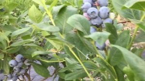 ГОЛУБИКА САМЫЙ РАННИЙ сорт Чантеклер