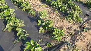 Клубника Мурано и Мальга в сравнении.