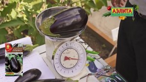 БАКЛАЖАНЫ для открытого грунта! Обзор новинок 2025 и про