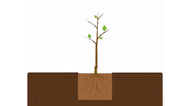 Как посадить саженец без заглубления смотреть онлайн