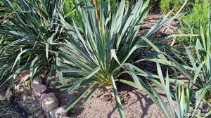 Юкка без чистки превращается в неуправляемые заросли