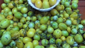 Удивительно, что томаты черри Саммер Сан хранятся до я