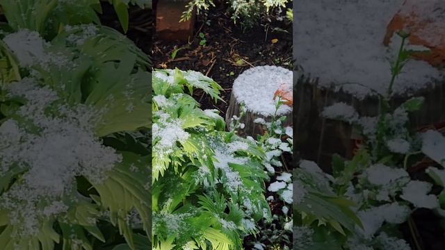 ЗАМОРОЗКИ чем помочь Голубике, Клубнике Вишне Розе Го?