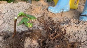 Ремонтантная малина. Разведение малины. Малинная муха