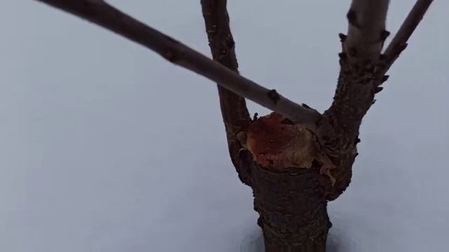 Результат прививки яблони -3года спустя!!!