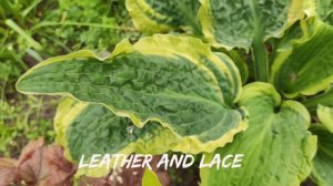 Сорт хосты с очень жатым листом Leather and Lace#коллекция #со