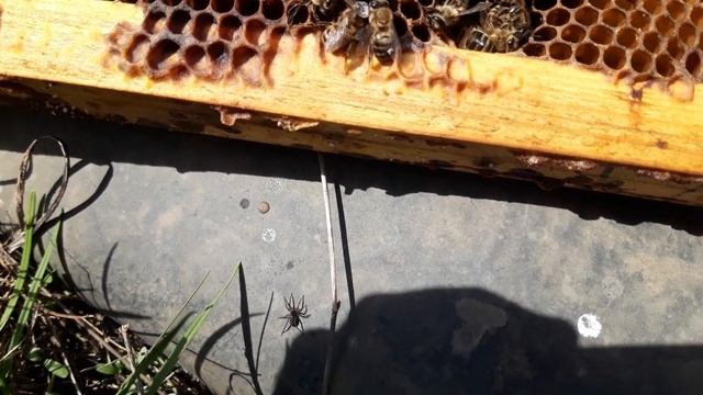 Погибли пчёлы в апреле месяце. Горе на пасеке. смотреть онлайн