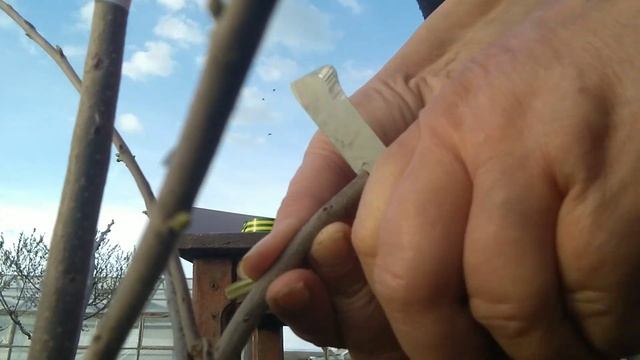 ХУРМА. ПРИВИВКА.