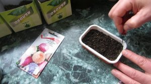 Посев астр на рассаду семенами