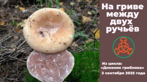 На гриве между двух ручьёв. "Дневник грибника" 3 сентября 2025 года.