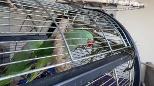 Какие ветки можно попугаю?🌿 Безопасные деревья и цве?