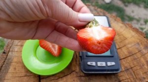 ДЕГУСТАЦИЯ КЛУБНИКИ 🍓😋 СОРТ ЛИЯ САХАРНАЯ🍓