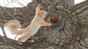Белка строит себе гнездо / A squirrel builds a nest for itself