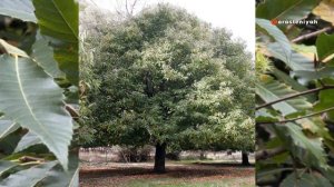 Каштан — всё о дереве, плодах и пользе | Съедобный и ко?