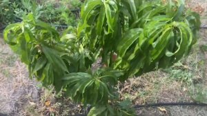 Колоновидный персик , Золотой Триумф.