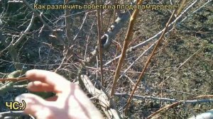 НЕ НАВРЕДИ! Как ОТЛИЧИТЬ ПОЧКИ и ПОБЕРГИ на абрикосе? Ч
