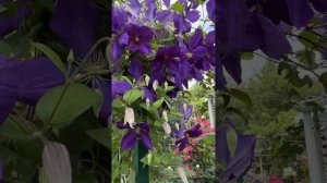 Клематис Жакмана в саду💜🌿💜🌿💜