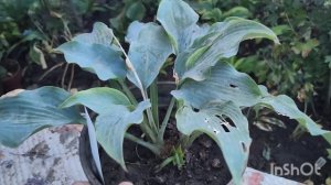 Новинки хост из питомника Fransen  и не только 2024