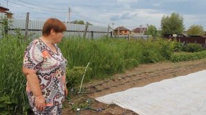 Выращивание Кабачков. Почему Кабачки Не Взошли?