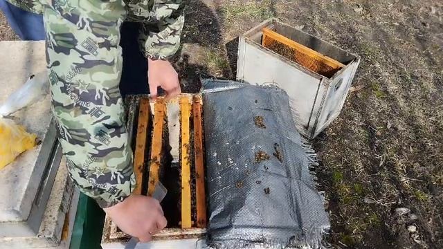 Спасаем слабые семьи пчел. смотреть онлайн