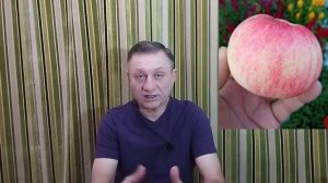 Сорт яблони Марат Бусурин