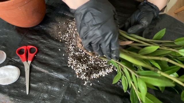ПЕРЕСАДКА ЗАМИОКУЛЬКАСА | Мой грунт, уход, полив и спас смотреть онлайн
