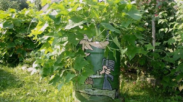 3 способа выращивания огурцов на маленьком участке