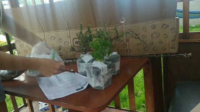 Отзыв Агромаркет (відгук) олива на штамбе, тибетская м?