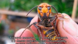 Шершни — как от них избавиться в доме