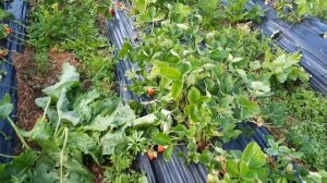 Ещё одна сорт клубники просто "БОМБА"